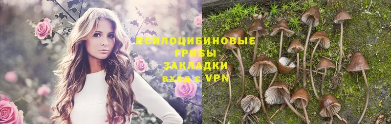 Галлюциногенные грибы Psilocybe  закладка  Карталы 